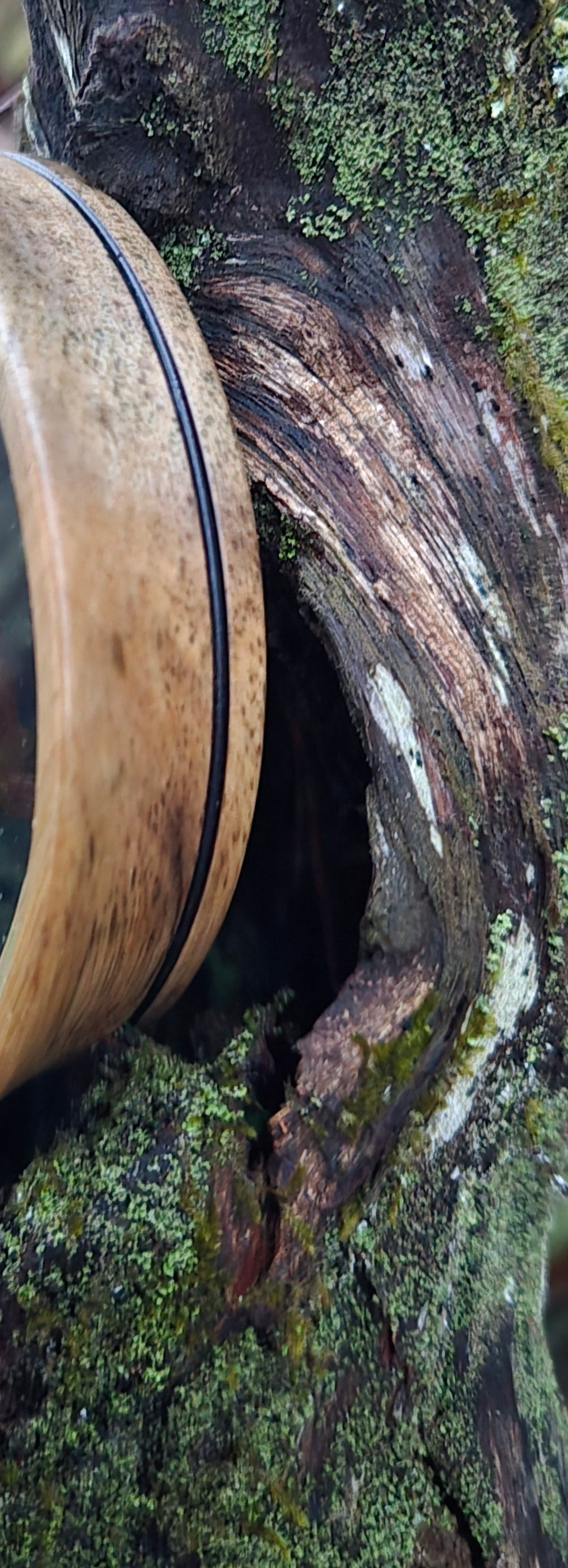 3.5" pot Black limba